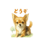 チワワ、chiwawa 3（個別スタンプ：12）
