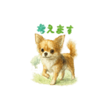 チワワ、chiwawa 3（個別スタンプ：14）