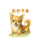 チワワ、chiwawa 3（個別スタンプ：16）