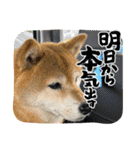 ROROMI Commitment（個別スタンプ：13）