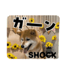 ROROMI Commitment（個別スタンプ：16）