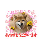 ROROMI Commitment（個別スタンプ：18）