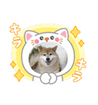 ROROMI Commitment（個別スタンプ：28）