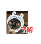 うちのさびネコ（個別スタンプ：1）