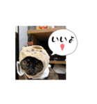 うちのさびネコ（個別スタンプ：2）