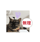 うちのさびネコ（個別スタンプ：3）