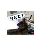 うちのさびネコ（個別スタンプ：4）