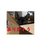 うちのさびネコ（個別スタンプ：5）
