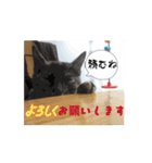 うちのさびネコ（個別スタンプ：7）