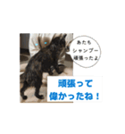 うちのさびネコ（個別スタンプ：8）