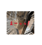 うちのさびネコ（個別スタンプ：9）