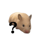 キンクマのぱんちゃん(2)（個別スタンプ：2）