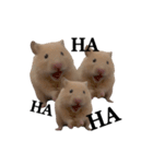 キンクマのぱんちゃん(2)（個別スタンプ：3）