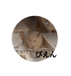 キンクマのぱんちゃん(2)（個別スタンプ：4）