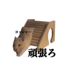 キンクマのぱんちゃん(2)（個別スタンプ：5）