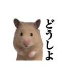 キンクマのぱんちゃん(2)（個別スタンプ：13）