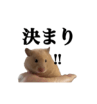 キンクマのぱんちゃん(2)（個別スタンプ：14）