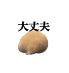 キンクマのぱんちゃん(2)（個別スタンプ：15）