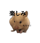 キンクマのぱんちゃん(2)（個別スタンプ：18）