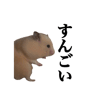 キンクマのぱんちゃん(2)（個別スタンプ：28）