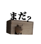 キンクマのぱんちゃん(2)（個別スタンプ：31）
