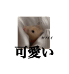 キンクマのぱんちゃん(2)（個別スタンプ：36）