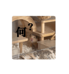 キンクマのぱんちゃん(2)（個別スタンプ：37）