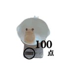 キンクマのぱんちゃん(2)（個別スタンプ：40）