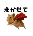 毎日かわいいハムスター（個別スタンプ：10）