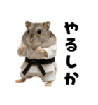 毎日かわいいハムスター（個別スタンプ：11）