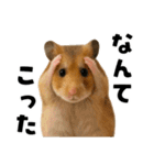 毎日かわいいハムスター（個別スタンプ：22）