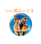 ハッピーアニマル_クオッカワラビー39夏（個別スタンプ：3）