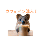 ハッピーアニマル_クオッカワラビー39夏（個別スタンプ：32）