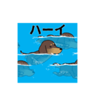 新・激しく尻尾をふるダックス 夏（個別スタンプ：8）