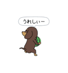新・激しく尻尾をふるダックス 夏（個別スタンプ：19）