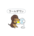 新・激しく尻尾をふるダックス 夏（個別スタンプ：20）