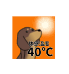 新・激しく尻尾をふるダックス 夏（個別スタンプ：21）