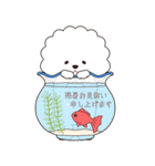 『ビションフリーゼ』夏のごあいさつ（個別スタンプ：5）