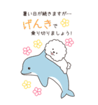 『ビションフリーゼ』夏のごあいさつ（個別スタンプ：12）