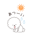 『ビションフリーゼ』夏のごあいさつ（個別スタンプ：13）
