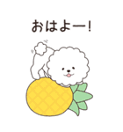 『ビションフリーゼ』夏のごあいさつ（個別スタンプ：21）