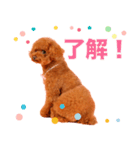トマトちゃんの可愛いスタンプです❕（個別スタンプ：1）