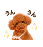 トマトちゃんの可愛いスタンプです❕（個別スタンプ：2）