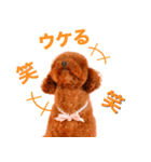 トマトちゃんの可愛いスタンプです❕（個別スタンプ：6）