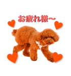 トマトちゃんの可愛いスタンプです❕（個別スタンプ：7）
