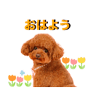 トマトちゃんの可愛いスタンプです❕（個別スタンプ：8）