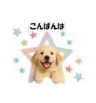 かわいいゴールデンレトリバーの犬スタンプ（個別スタンプ：3）