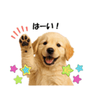 かわいいゴールデンレトリバーの犬スタンプ（個別スタンプ：5）