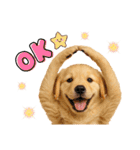 かわいいゴールデンレトリバーの犬スタンプ（個別スタンプ：6）