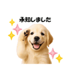 かわいいゴールデンレトリバーの犬スタンプ（個別スタンプ：9）